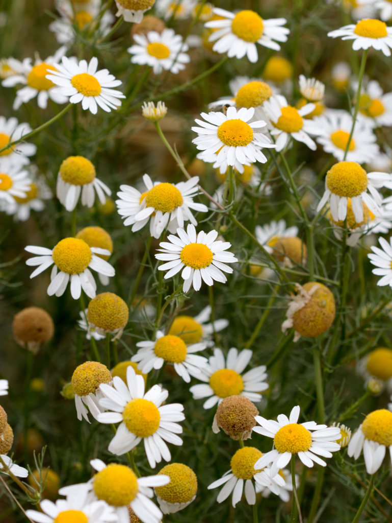 Chamomile