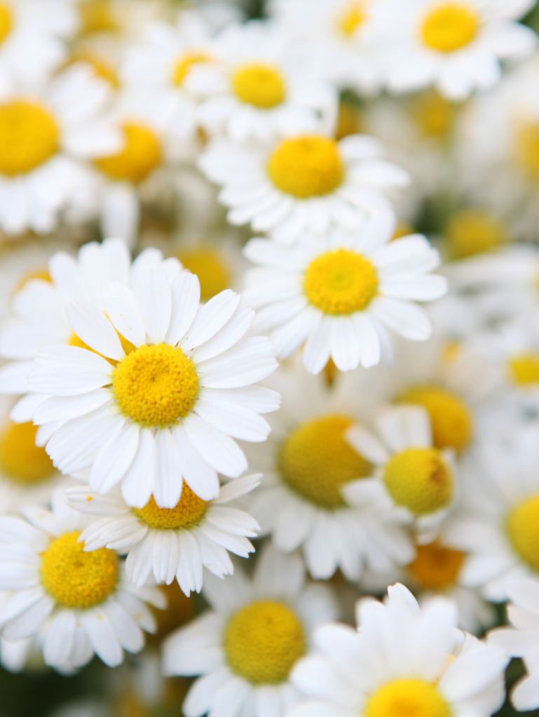 Chamomile plants