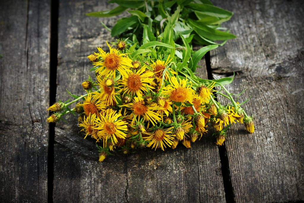 horse heal flower on a wooden surfface