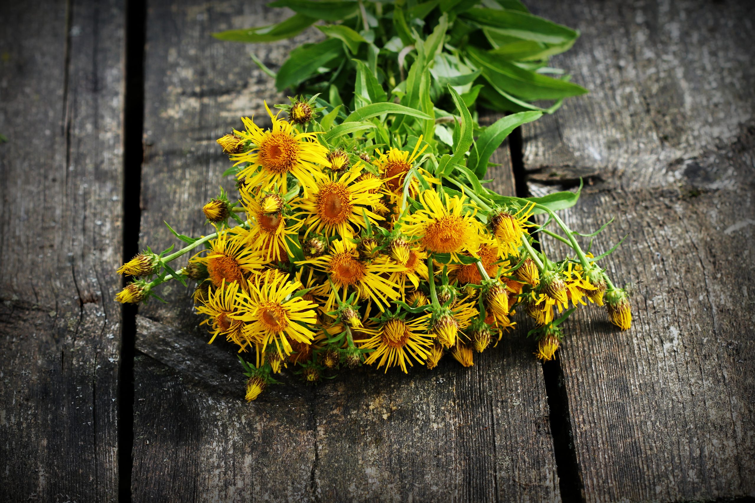 horse heal flower on a wooden surfface