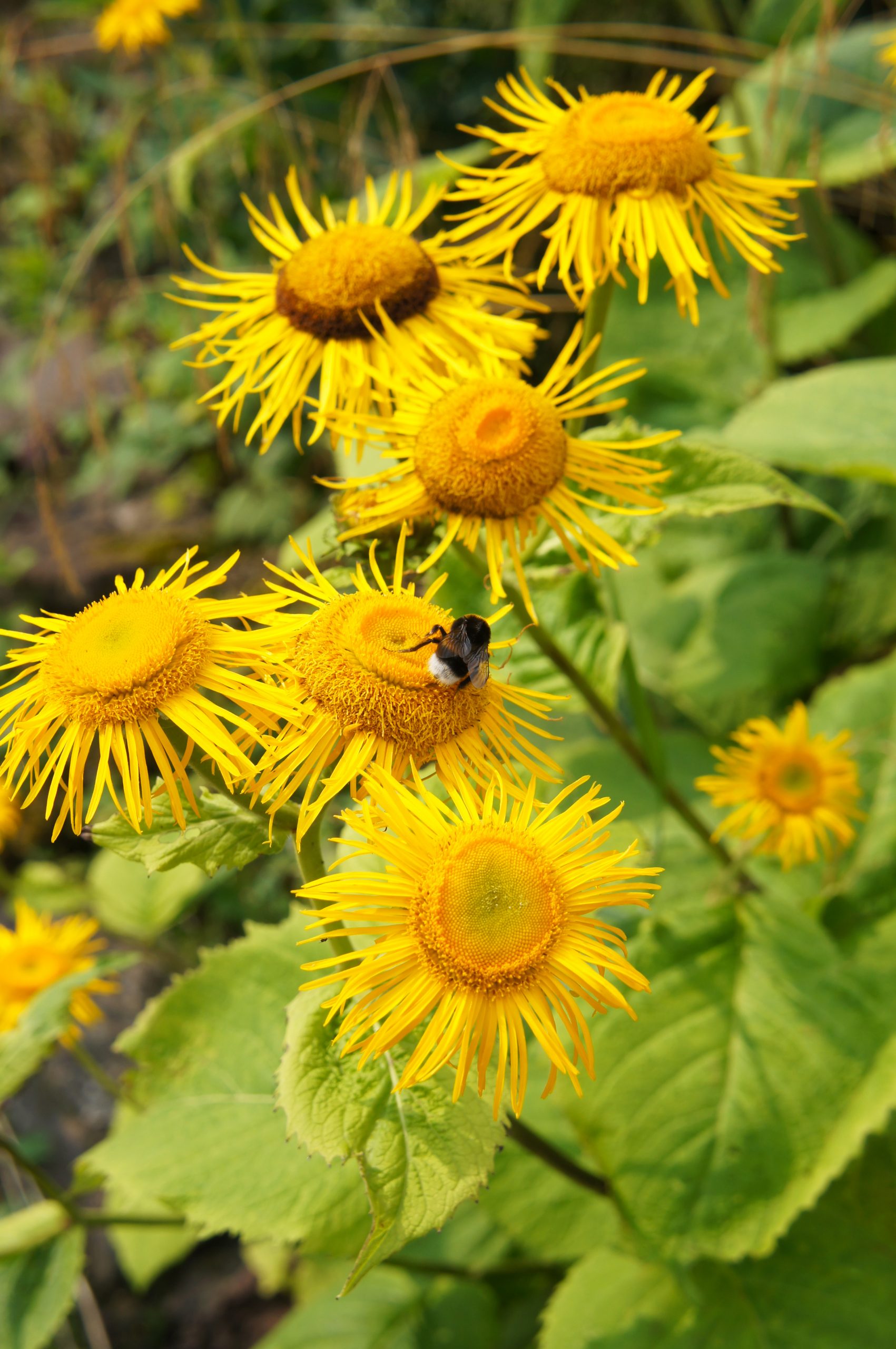 elecampane flowers with a bee on it