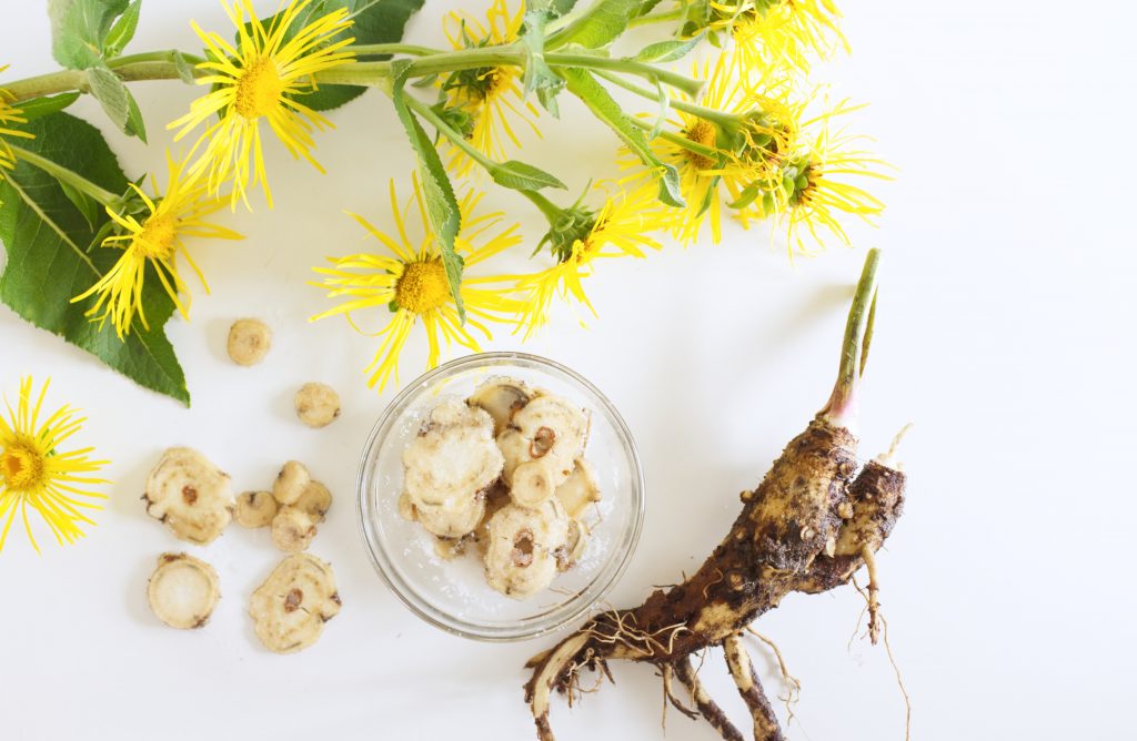 elecampane root and yellow flowers