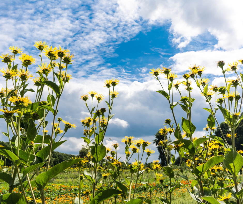 group of elecampane