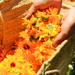 calendula petals in a tote