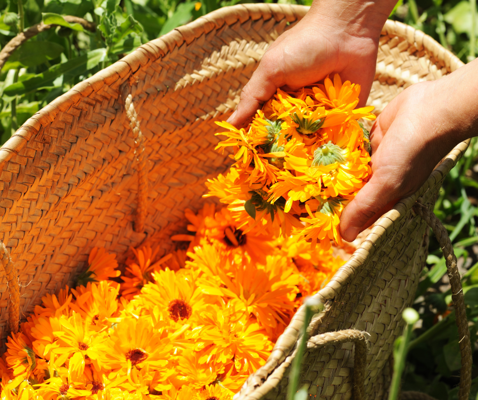 calendula flowers in a tub