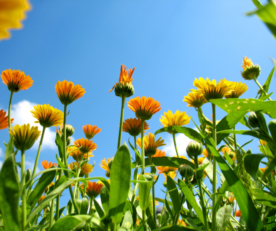 calendula flowers in a field