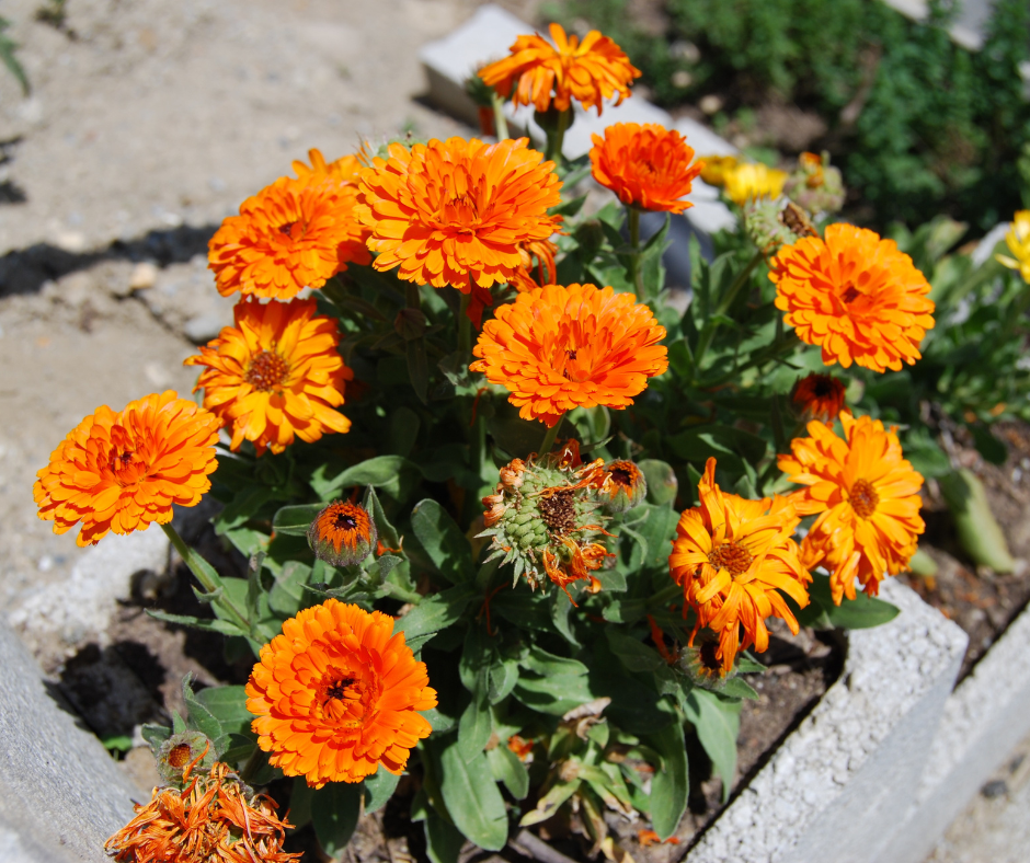 calendula growing in a flower pot