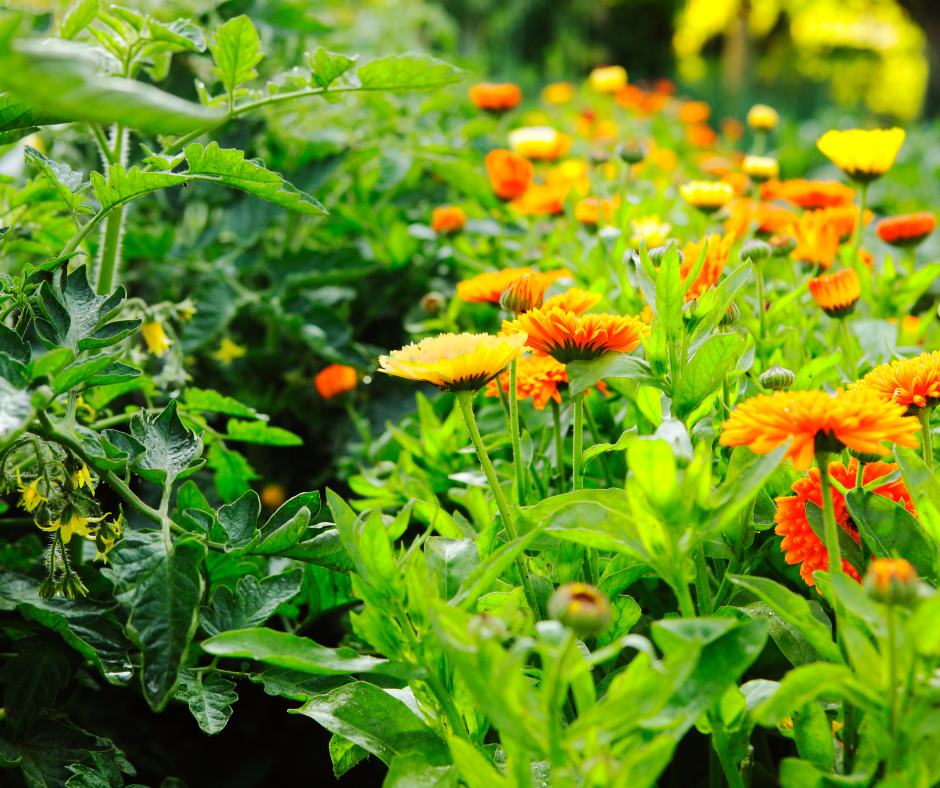 calendula growin wild