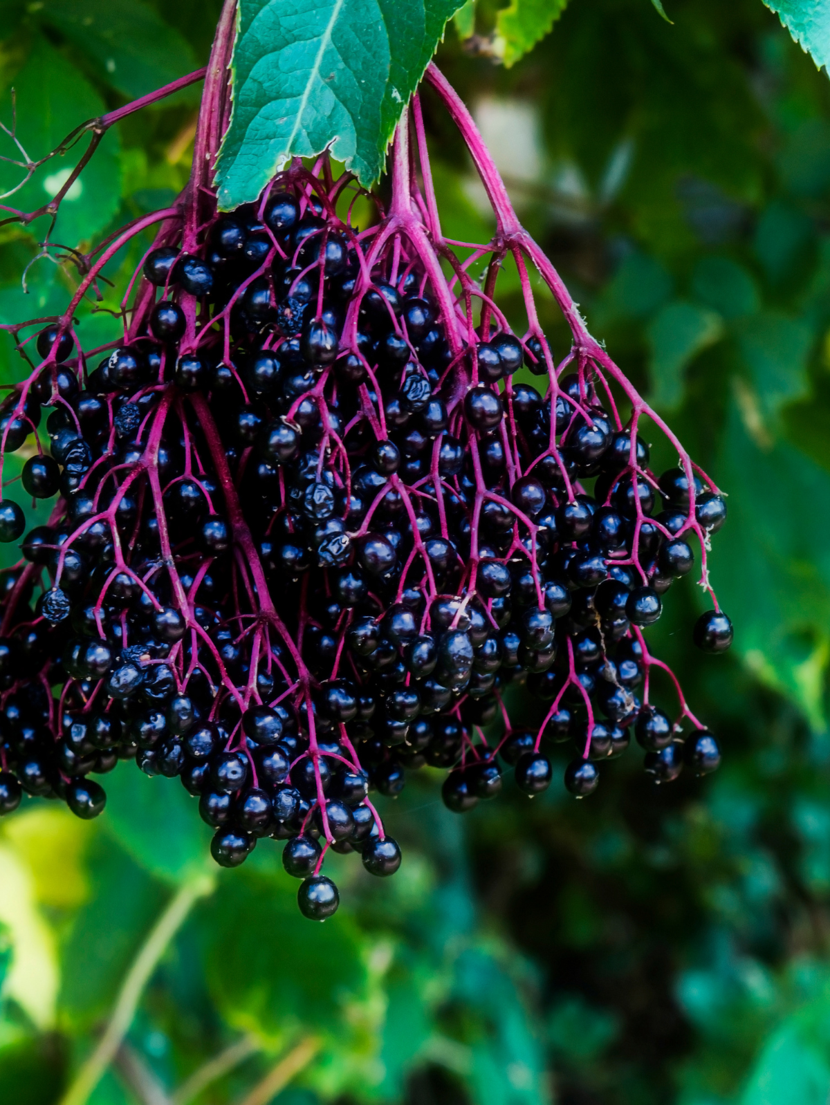 elderberries on the vine