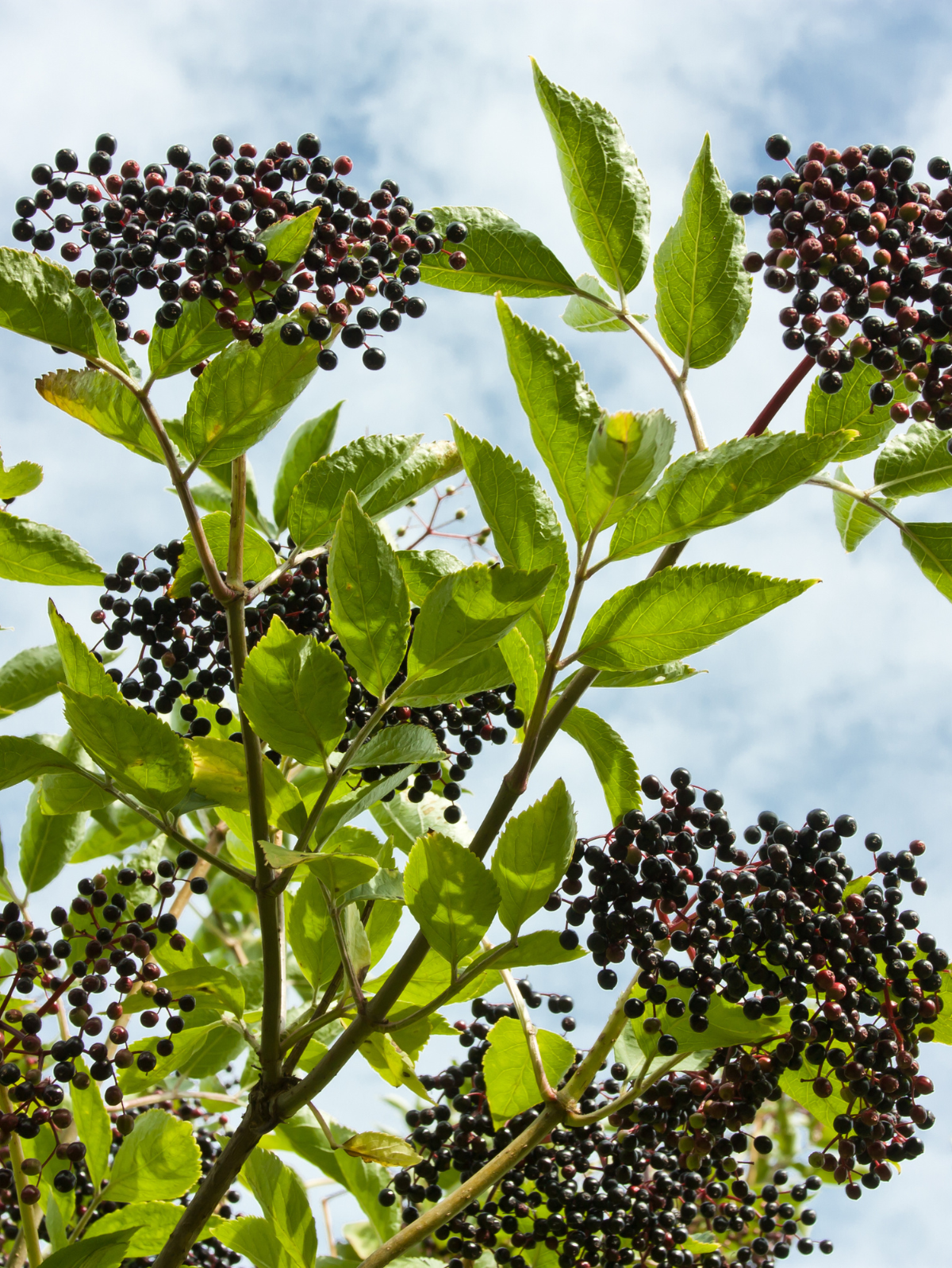 elderberries on the tree