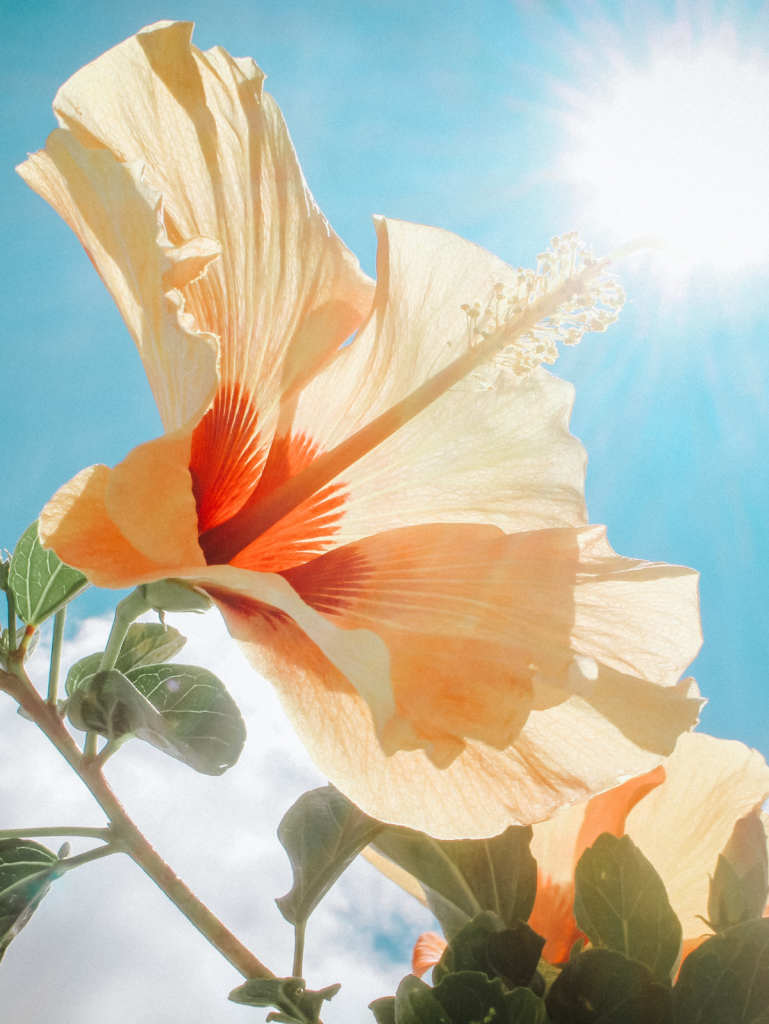 hibiscus flower in the sun