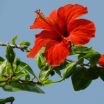 red hibiscus flower