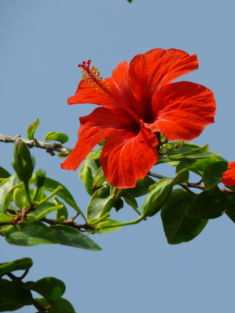 red hibiscus flower