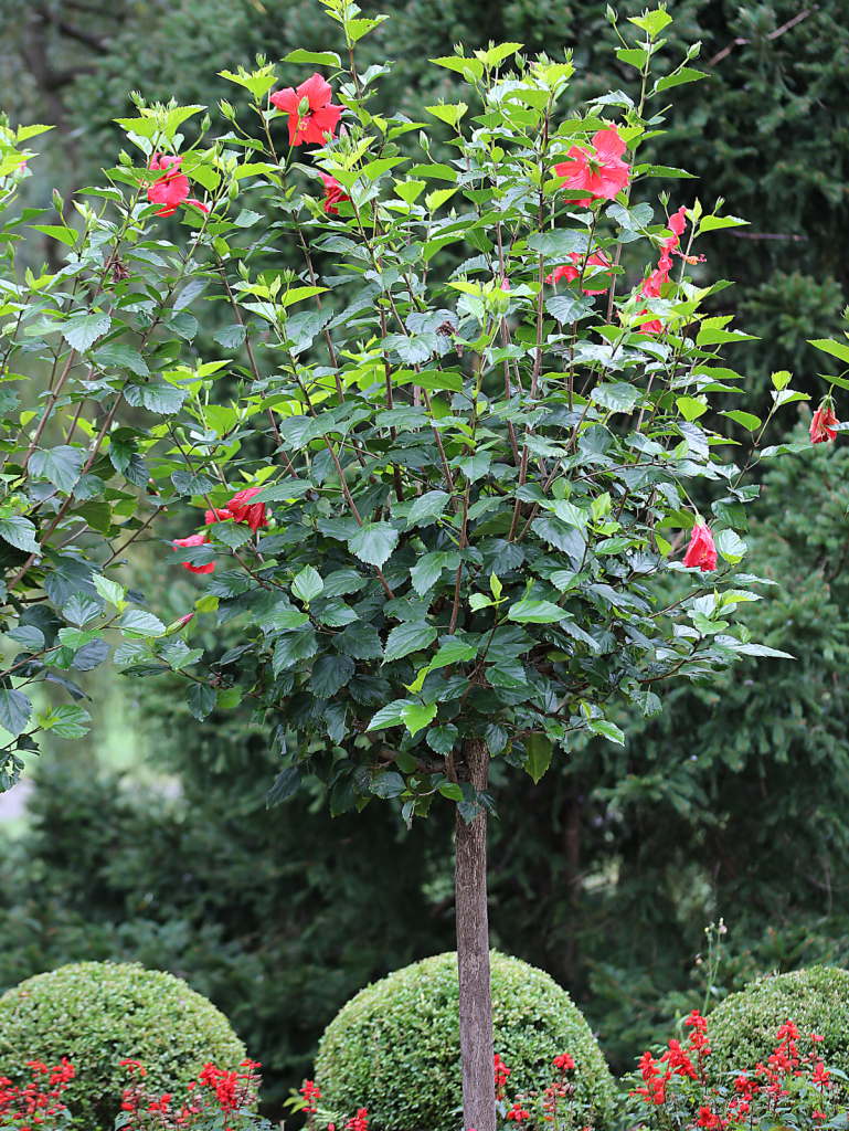 hibiscus bush