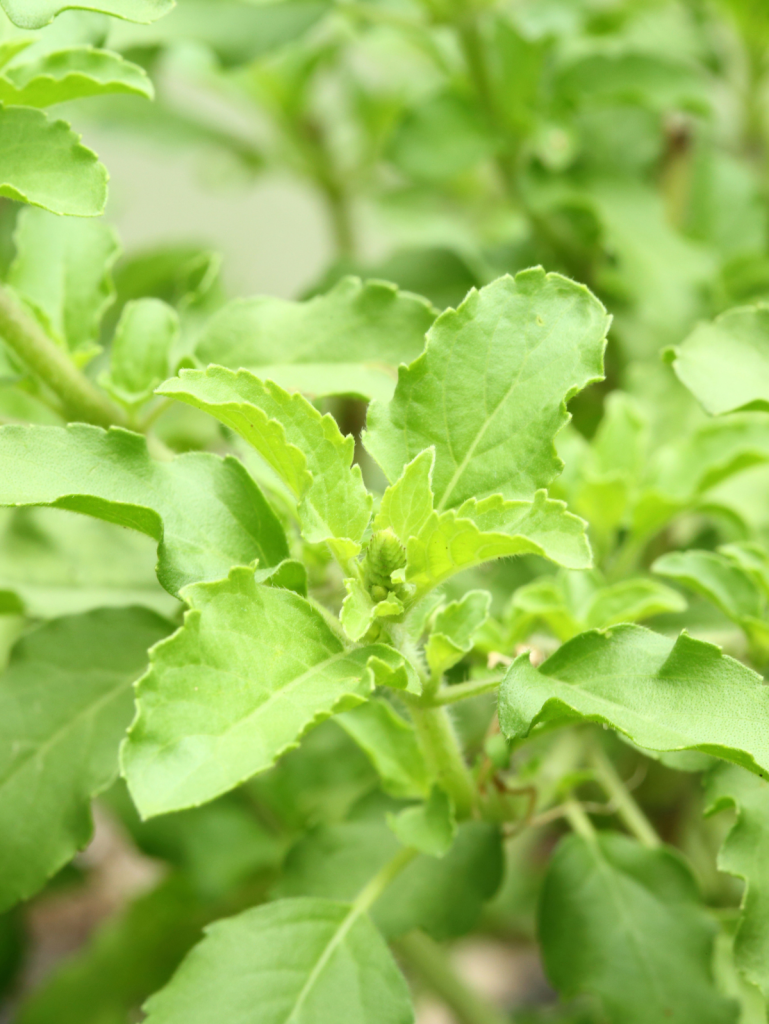 tulsi holy basil benefits