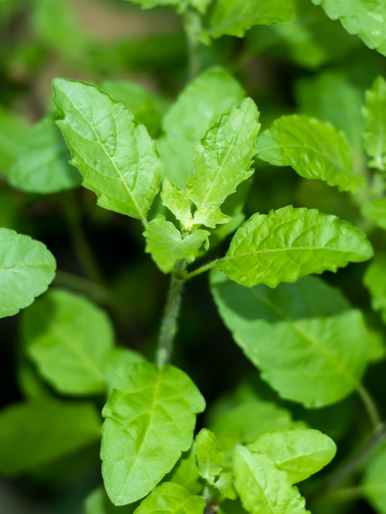 benefits of tulsi holy basil