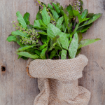 tulsi holy basil in a bag