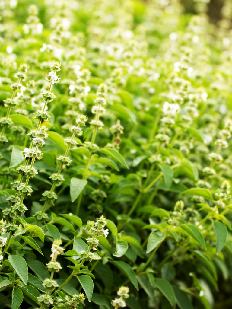 holy basil in a field