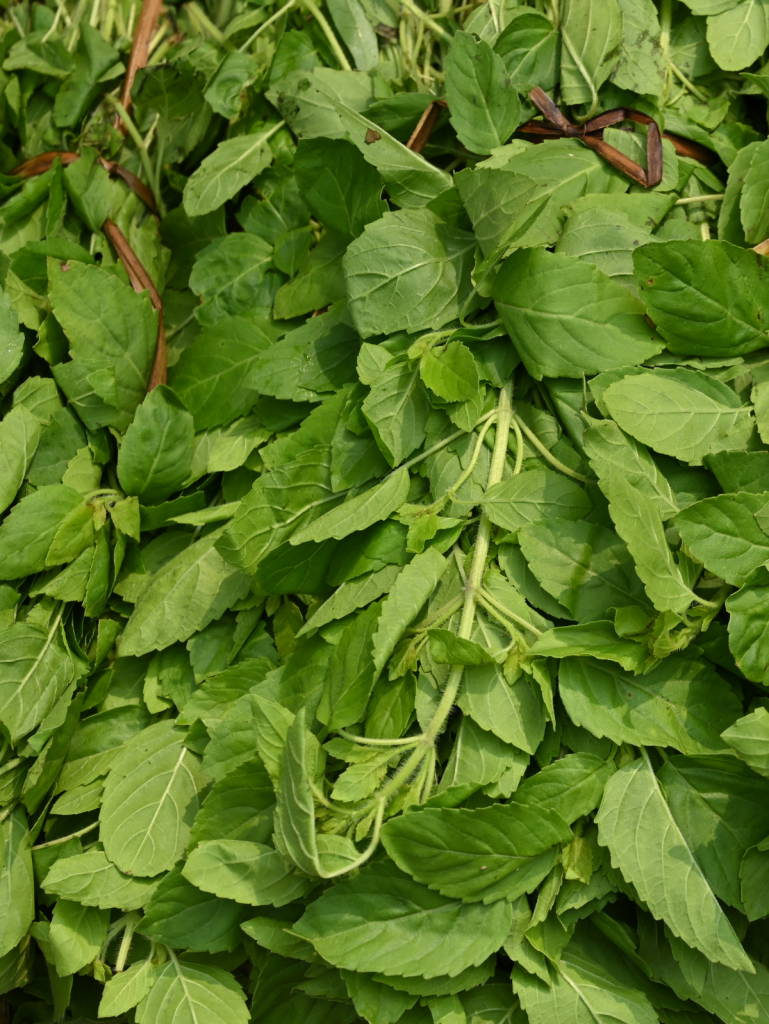 tulsi holy basil in a field