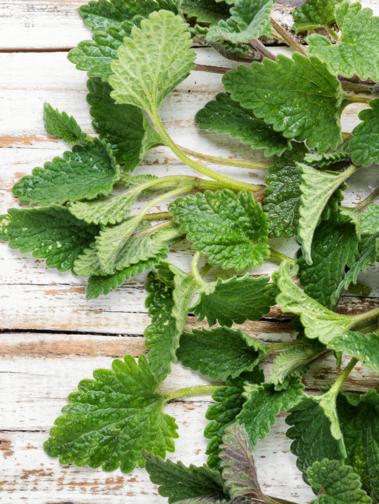 lemon balm on a board