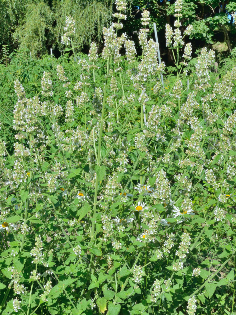 lemon balm growing in a field