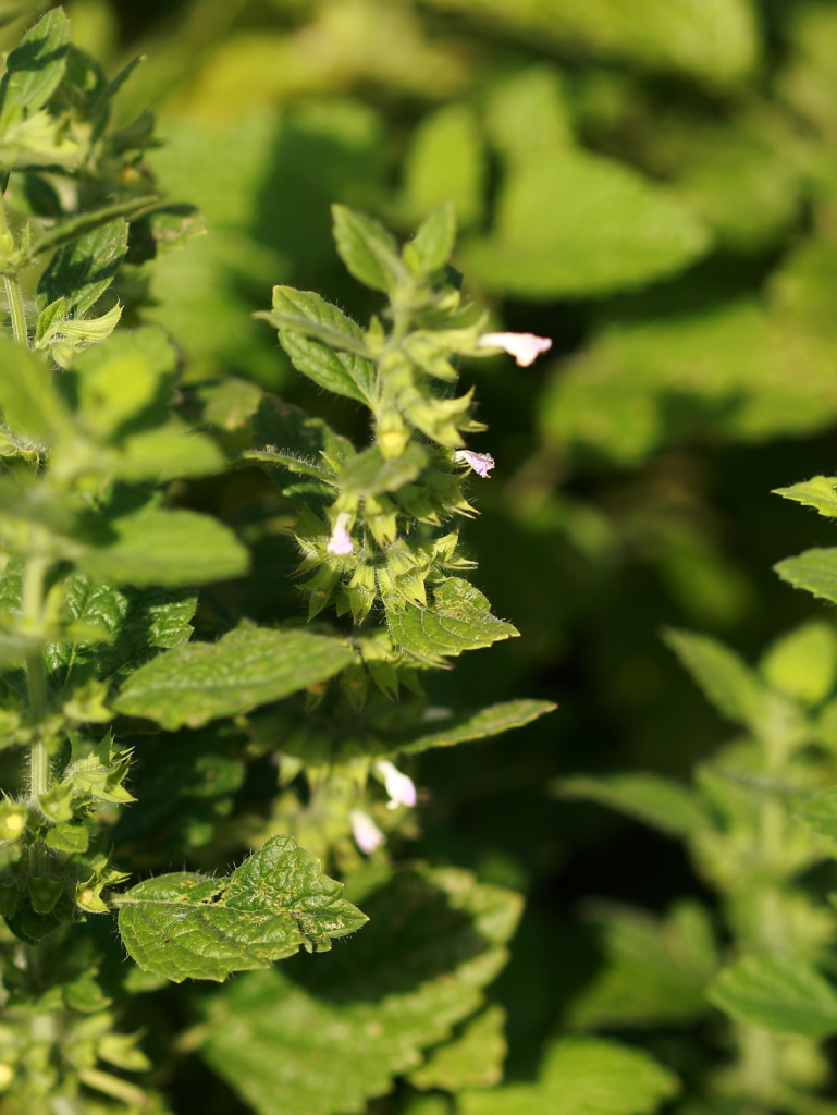 lemon balm in a field