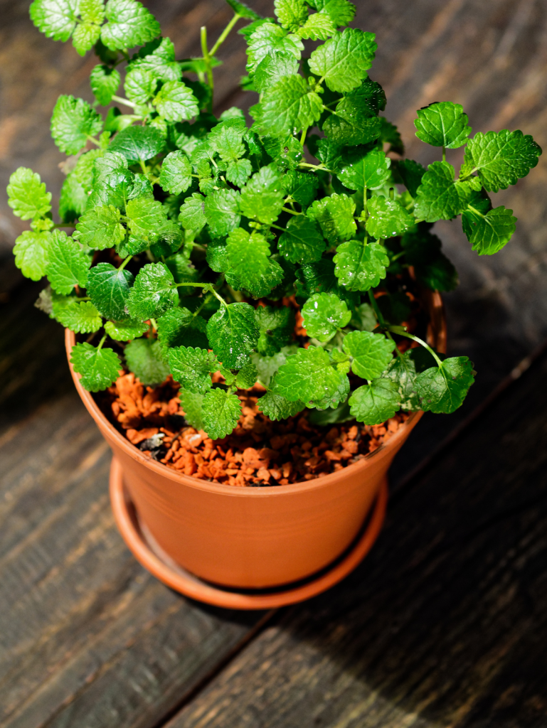 lemon balm in a pot