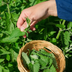 someone picking lemon balm