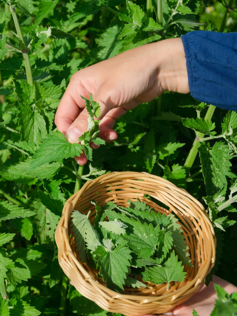 someone picking lemon balm